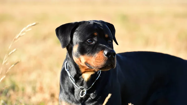 Rottweiler Fűben — Stock Fotó