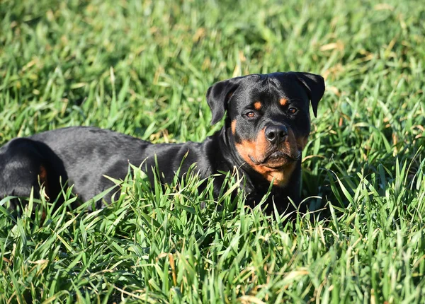 Rottweiler Çim — Stok fotoğraf