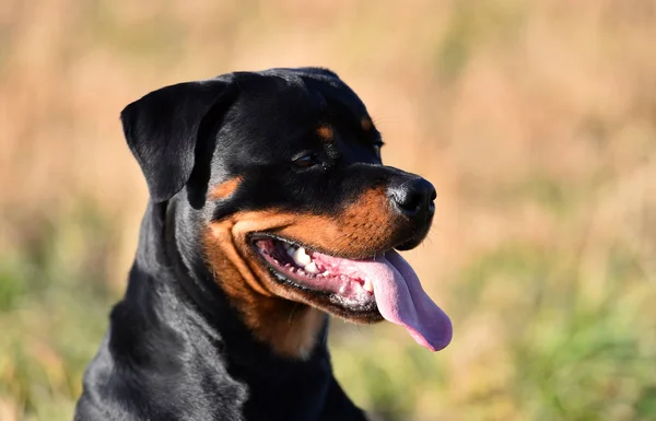 Rottweiler Çim — Stok fotoğraf