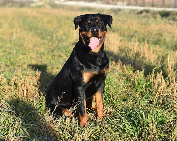 Rottweiler Çim — Stok fotoğraf