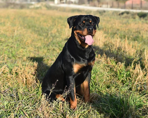 Rottweiler Çim — Stok fotoğraf