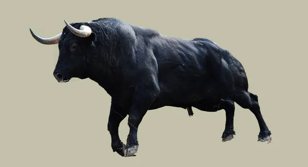 Spagnolo Toro Bullring — Foto Stock