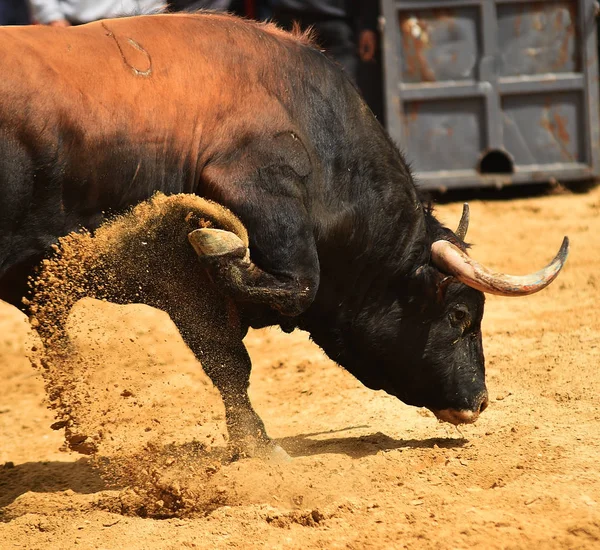 bullring İspanyol boğa