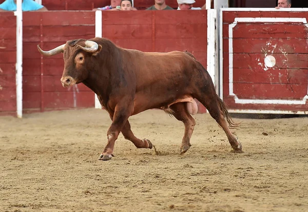 Touro Espanhol Tournée — Fotografia de Stock