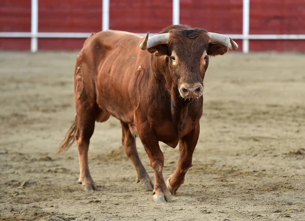 bullring İspanyol boğa