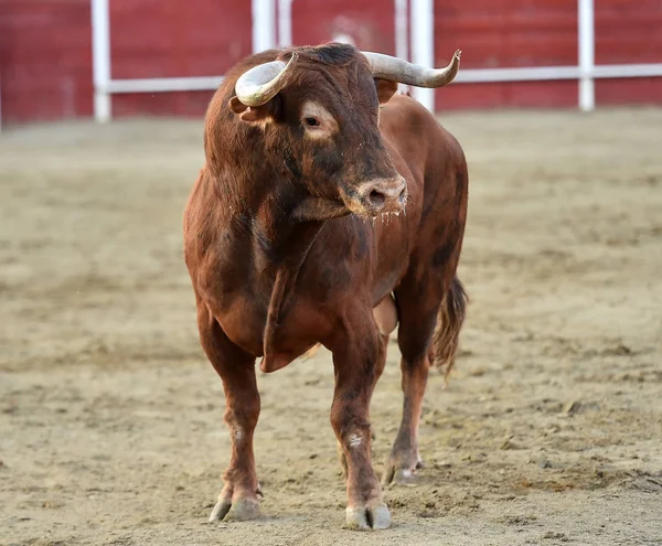 Bullring Spanyol Boğa — Stok fotoğraf