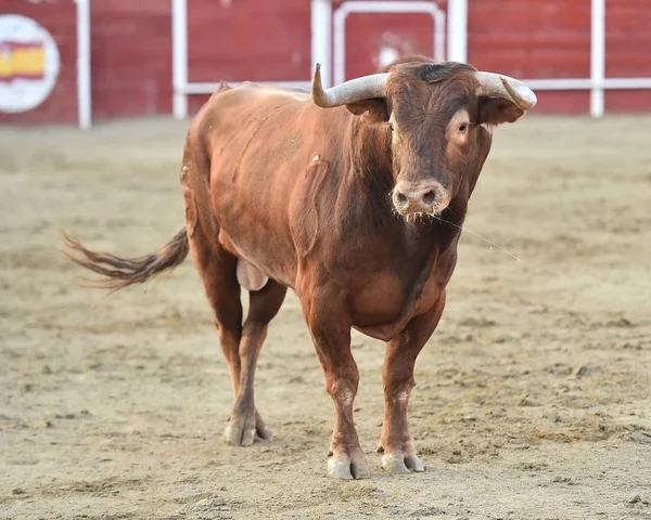 Bullring Spanyol Boğa — Stok fotoğraf