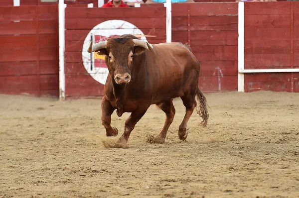 Spanish Bull Bullring — Stock Photo, Image