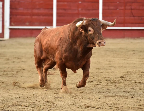 Spaanse Stier Arena — Stockfoto