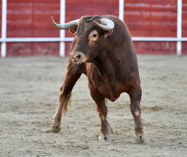 Bullring Spanyol Boğa — Stok fotoğraf