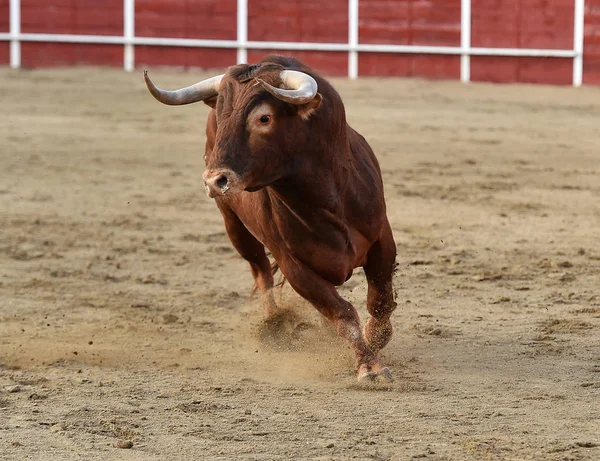 Toro Español Plaza Toros — Foto de Stock