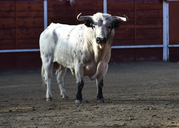 Toro Español Plaza Toros — Foto de Stock