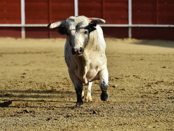 bullring İspanyol boğa