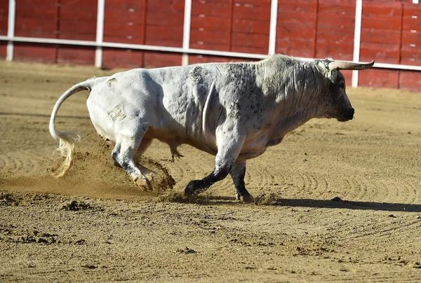 Taureau Espagnol Arène — Photo