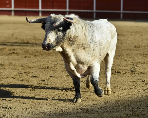 bullring İspanyol boğa
