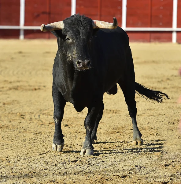 Spagnolo Toro Bullring — Foto Stock