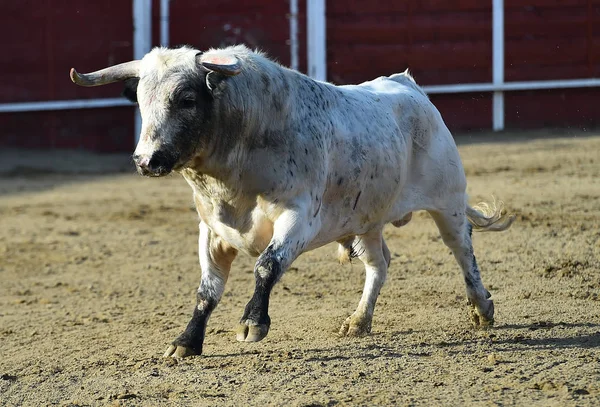 Spanyol Bull Dalam Bullring — Stok Foto