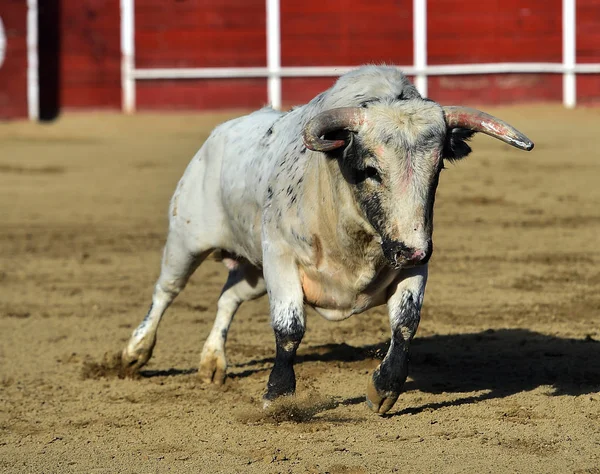 bullring İspanyol boğa