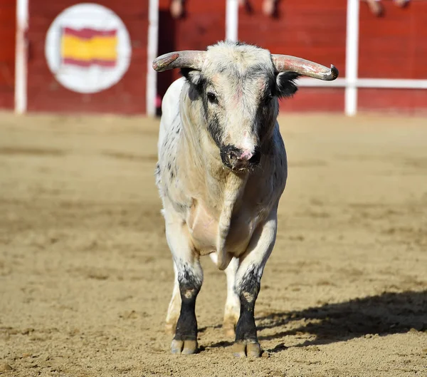bullring İspanyol boğa