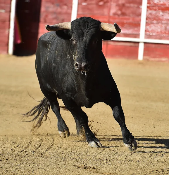 Spagnolo Toro Bullring — Foto Stock