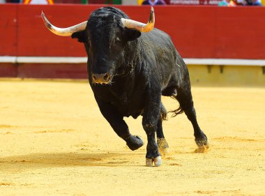İspanya büyük boğa