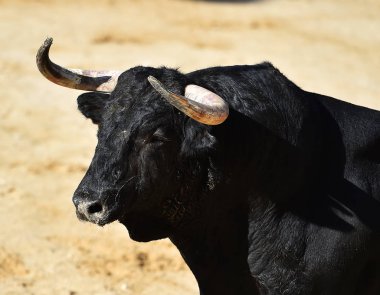 İspanya büyük boğa