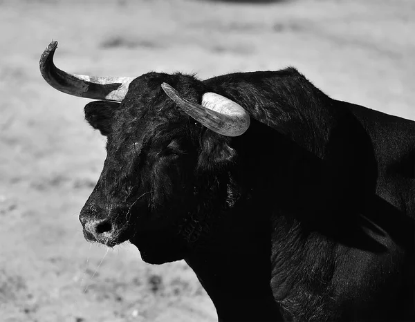 Gran Toro España — Foto de Stock