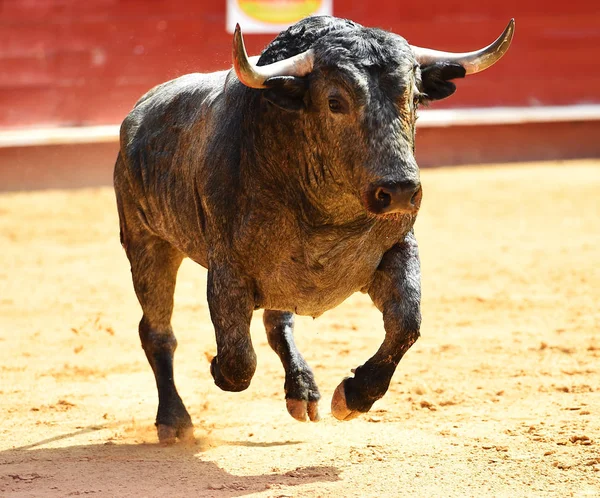 Grande Touro Espanha — Fotografia de Stock