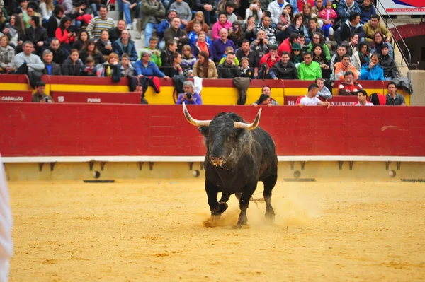 Gran Toro España — Foto de Stock