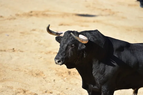 Nagy Bull Spanyolország — Stock Fotó