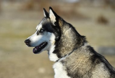 Husky Sibirya alanında