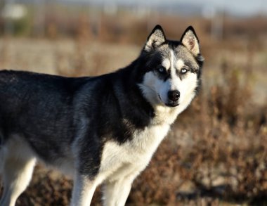 Husky Sibirya alanında