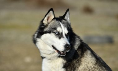 Husky Sibirya alanında