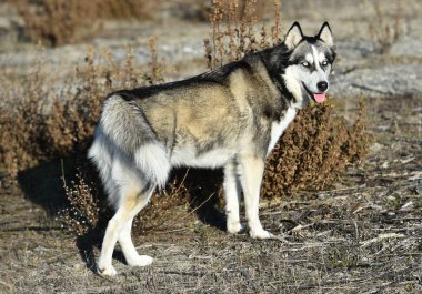 Husky Sibirya alanında