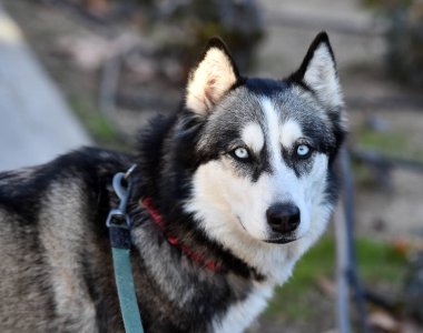 Husky Sibirya alanında
