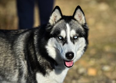Husky Sibirya alanında