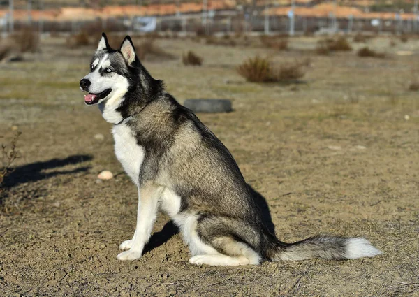 Siberiano Husky Campo — Fotografia de Stock