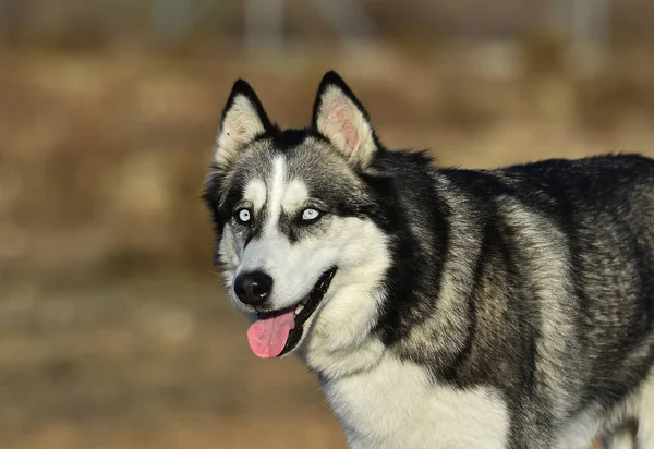 Husky Siberiano Nel Campo — Foto Stock