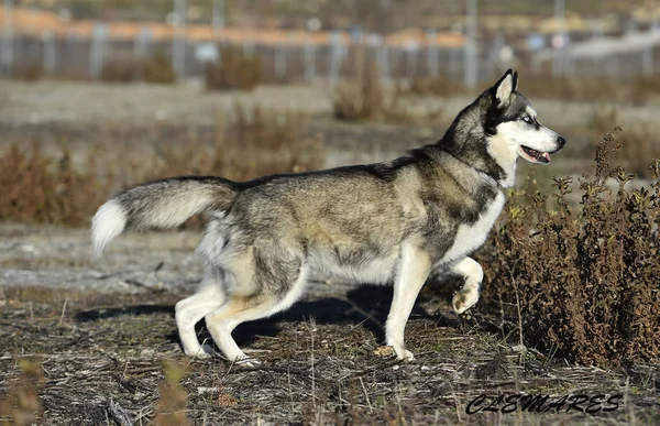 Husky Sibirya Alanında — Stok fotoğraf