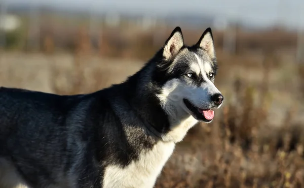 Husky Siberische Het Veld — Stockfoto