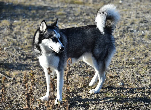 Husky Sibirya Alanında — Stok fotoğraf