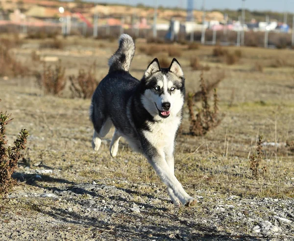 Husky Siberiano Nel Campo — Foto Stock