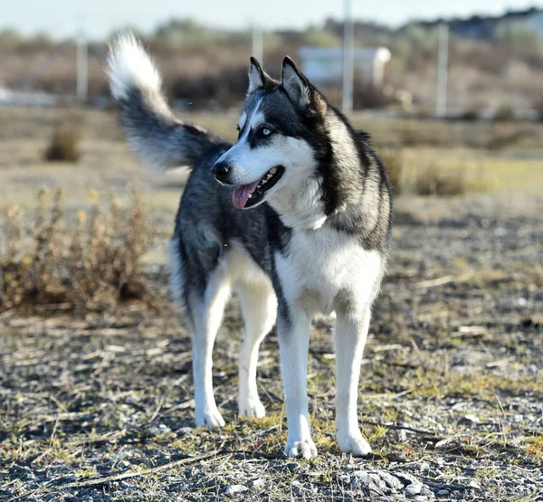 Husky Siberische Het Veld — Stockfoto