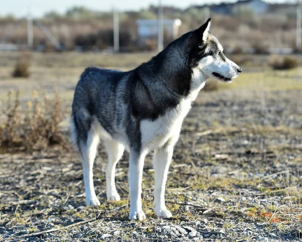 Husky Siberian Fältet — Stockfoto