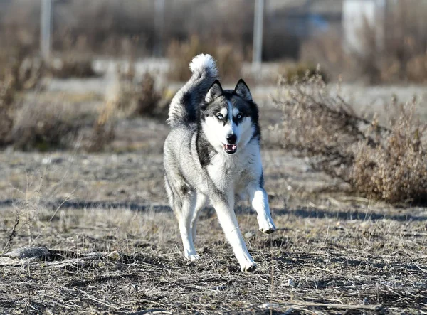 Husky Sibérien Dans Domaine — Photo
