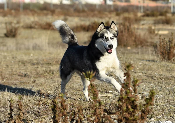 Husky Siberiano Nel Campo — Foto Stock