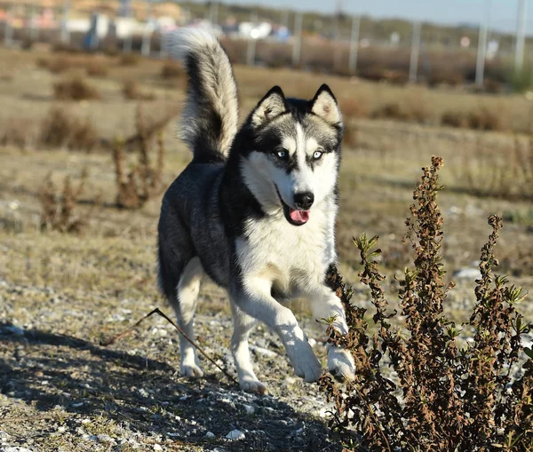 Husky Sibirya Alanında — Stok fotoğraf