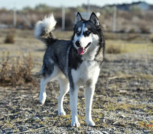 Husky Sibirier Auf Dem Feld — Stockfoto