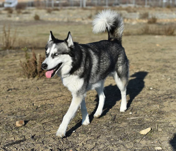 Husky Siberian Field — Stock Photo, Image