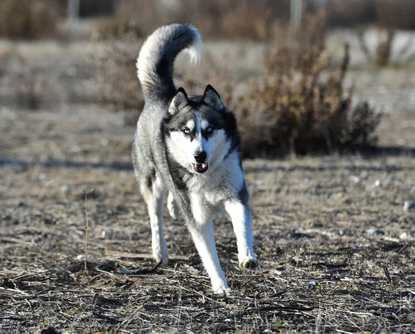 Siberiano Husky Campo — Fotografia de Stock
